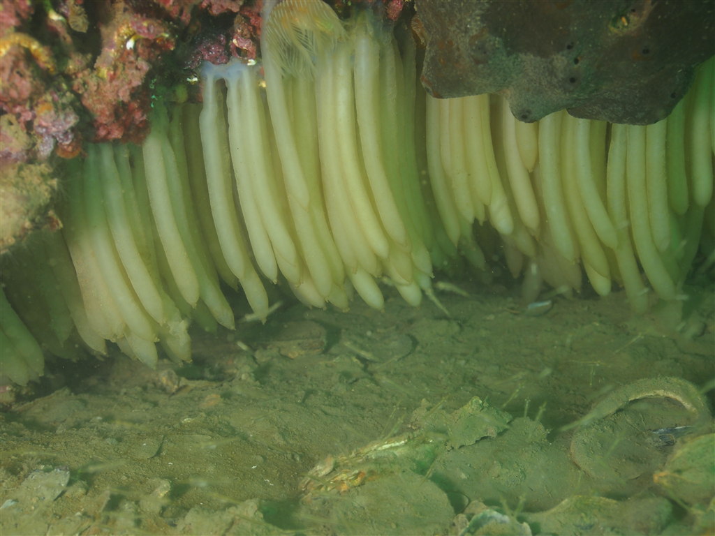 uova di calamaro (Loligo vulgaris)